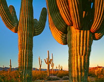 Saguaro cacti (Carnegiea gigantea) Cabeza Prieta National Wildlife Refuge, Arizona, USA.
