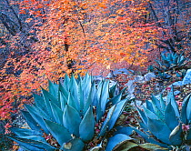 Agaves (Agave parryi) with autumnal Bigtooth maple trees (Acer grandidentatum) Miller Canyon, Huachuca Mountains, Arizona, USA.