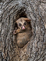 Brushtail possum (Trichosurus vulpecula) in a tree hollow/hole looking out during the day. Carlton Gardens, Carlton, Victoria, Australia.