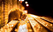 Ringtail possum (Pseudocheirus peregrinus) licks water droplets from a train station bench at night.  Gardenvale train station, Gardenvale, Victoria, Australia. September.