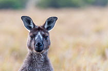 Kangaroo Island kangaroo (Macropus fuliginosus fuliginosus) portrait,with rare facial markings. Kangaroo Island, South Australia, Australia. January, 2016