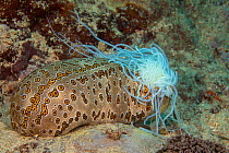 Sea cucumber (Bohadschia argus) which has ejected a part of its internal organs called Cuvierian tubules. These significantly sticky strings are a defense mechanism designed to deter predators. Yap, M...