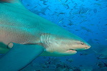 Close up of Bull shark (Carcharhinus leucas) Bequ Lagoon, Viti Levu, Fiji.