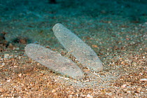 Oval squid egg packs (Sepioteuthis lessoniana) are anchored in the sand, Hawaii.
