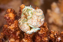Three cymbal bubble snails (Haminoea cymbalum) gathered together in a ball on a reef, Fiji.