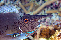 Pletail unicornfish (Naso brevirostris) juvenile, its horn will continue to grow as it gets older. Fiji Pacific Ocean.