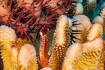 Yellow spotted guard crab (Trapezia flavopunctata) pinching the tube feet of a Crown-of-thorns sea star (Acanthaster planci) in defense of its Antler coral home (Pocillopora eydouxi) Hawaii. It will n...