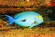 Yellowfin surgeonfish (Acanthurus xanthopterus) female at a cleaning station with endemic Hawaiian cleaner wrasse (Labroides phthirophagus) Hawaii.