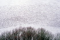 Common starling (Sturnus vulgaris) murmuration, flock gathering above trees before landing at winter roost. The Netherlands. February.