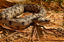 Lataste&#39;s viper (Vipera latastei gaditana) captive, from Coto Donana, Spain.  Vulnerable.