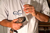 Man extracting venom from Gila monster (Heloderma suspectum) Aphabiotoxine laboratory, Belgium.