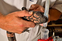 Man extracting venom from Gila monster (Heloderma suspectum) Aphabiotoxine laboratory, Belgium.