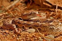 Sochureks&#39;s saw-scaled viper (Echis sochureki) captive, occurs in India.