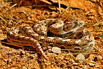 Sochureks&#39;s saw-scaled viper (Echis sochureki) captive, occurs in India.