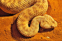 Sahara sand viper (Cerastes vipera) occurs Mauritania to Egypt, Africa