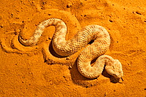 Sahara sand viper (Cerastes vipera) occurs Mauritania to Egypt, Africa