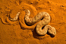 Sahara sand viper (Cerastes vipera) occurs Mauritania to Egypt, Africa.