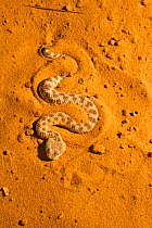 Sahara sand viper (Cerastes vipera) on sand, captive, occurs Mauritania to Egypt