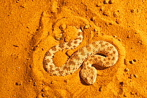 Sahara sand viper (Cerastes vipera) burrowing into sand to hide, captive, occurs Mauritania to Egypt, Africa. Sequence 1 of 5