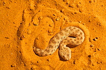 Sahara sand viper (Cerastes vipera) burrowing into sand to hide, captive, occurs Mauritania to Egypt, Africa. Sequence 2 of 5