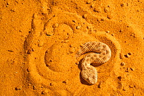 Sahara sand viper (Cerastes vipera) burrowing into sand to hide, captive, occurs Mauritania to Egypt, Africa. Sequence 3 of 5
