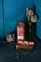 Portrait of House mice (Mus domesticus) in garden shed. Dorset, UK November.