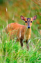 Muntjac deer (Muntiacus reevesi) young male, Devon, UK July.