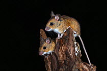 Wood mice (Apodemus sylvaticus) climbing on dead tree branch. Dorset, UK October.