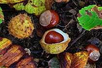 Horse chestnuts (Aesculus hippocastanum) in leaf litter. Dorset UK September.