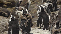 African penguins (Spheniscus demersus) resting on rocks, in molt, Betty's Bay nature reserve, South Africa, December.