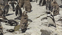 African penguin (Spheniscus demersus) in moult stumbling as it walks over rocks to join colony, Betty's Bay nature Reserve, South Africa, December.