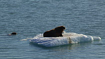 Walrus (Odobenus rosemarus) hauled out resting on sea ice, another appears next to it in the water then swims away, Crocker Bay, Devon Island, Canada, September.