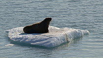 Walrus (Odobenus rosemarus) hauled out resting on sea ice, looks towards camera, Crocker Bay, Devon Island, Canada, September.
