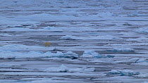 Wide shot of Polar bear (Ursus maritimus) walking on sea ice, Beaufort sea, Arctic, Canada, September.