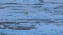 Polar bear (Ursus maritimus) walking on sea ice yawning before lying down to rest, Beaufort sea, Arctic, Canada, September.