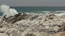 African penguin (Spheniscus demersus) colony gathered together as large waves crash behind them, Betty's Bay nature reserve, South Africa, December.