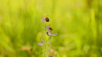 Rack focus shot of a Bee orchid (Ophrys apifera) on a nature reserve, Gloucestershire, United Kingdom, June.