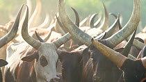 Ankole cattle enter Ziwa Rhino Sanctuary, Uganda as part of a grazing agreement supporting local communities, March.