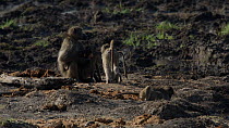 Troop of Chacma baboons (Papio ursinus) sitting together, a few get spooked and scatter, Mapungubwe National Park, Limpopo Province, South Africa, July.