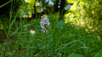 Camera moving around a Common spotted orchid (Dactylorhiza fuchsii) while it is visited by a hoverfly (Syrphidae sp.) in woodland, North Somerset, United Kingdom, June.