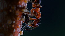 Close up of Narrow-headed ant (Formica exsecta) using its antenna to milk an aphid for honeydew, Devon, England, UK.