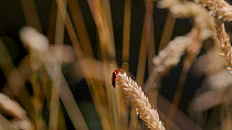 Common red soldier beetle (Rhagonycha fulva) climbing a grass stem in a garden, North Somerset, United Kingdom, July.