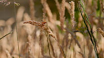 Common red soldier beetle (Rhagonycha fulva) flying from a grass stem in a garden, North Somerset, United Kingdom, July.