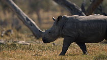 White rhinoceros (Ceratotherium simum) calf walking through the open plains, Okavango Delta, Botswana. following extensive operations to translocate rhinos from South Africa to rebuild Botswana's lost...