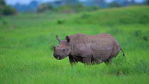 Black rhinoceros (Diceros bicornis) feeding on the open plains, Okavango Delta, Botswana. following extensive operations to translocate rhinos from South Africa to rebuild Botswana's lost rhino popula...