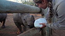 Orphaned White rhinoceros (Ceratotherium simum) calf is bottle fed by its veterinary foster mother at the Rhino Revolution orphanage in South Africa where young rhinos are brought for care, safety and...