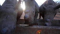 Orphaned White rhinoceros (Ceratotherium simum) calves feeding from a trough Rhino Revolution rehabilitation facility, Hoedspruit, South Africa. The mothers of all of these rhinos were killed by poach...