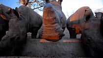 Orphaned White rhinoceros (Ceratotherium simum) calves feeding from a trough at the Rhino Revolution rehabilitation facility, Hoedspruit, South Africa. The mothers of all of these rhinos were killed b...