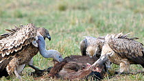 White-backed vultures (Gyps africanus) fighting while feeding on the carcass of a young wildebeest with Ruppell's vultures (Gyps rueppelli), Maasai Mara National Reserve, Kenya, September. Both the Ru...