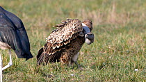 Ruppell's vultures (Gyps rueppelli) and White-backed vultures (Gyps africanus) feeding on a carcass of a young wildebeest, Maasai Mara National Reserve, Kenya, September. Both Ruppell's vulture and th...